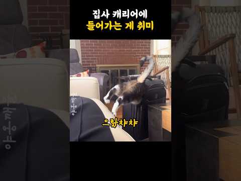 집사 캐리어에 들어가는 게 취미 thumbnail