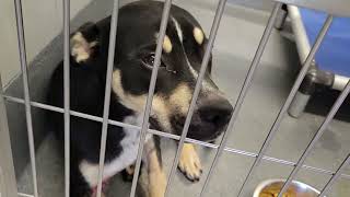 acs A676216