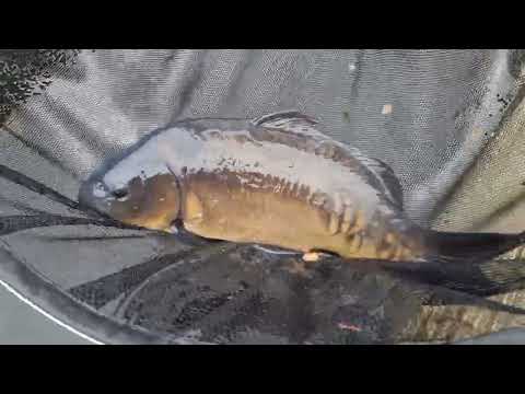 My mirror carp