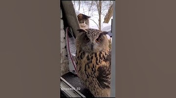 Posting random videos until I get 100k subs Day 15🐈