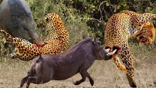 Incredible! Leopard And Warthog Real Fights!! Leopard Attack Baby Warthog And The Unexpected Ending