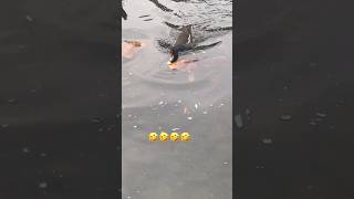 BIRD PICKS ON CARP!!!?#fishing #bassfishing #carp #fish #fishingvideo #fishinglife