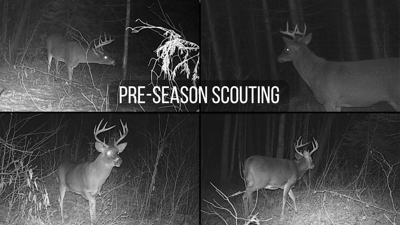 Maine Deer Season 2022 PreSeason Scouting YouTube