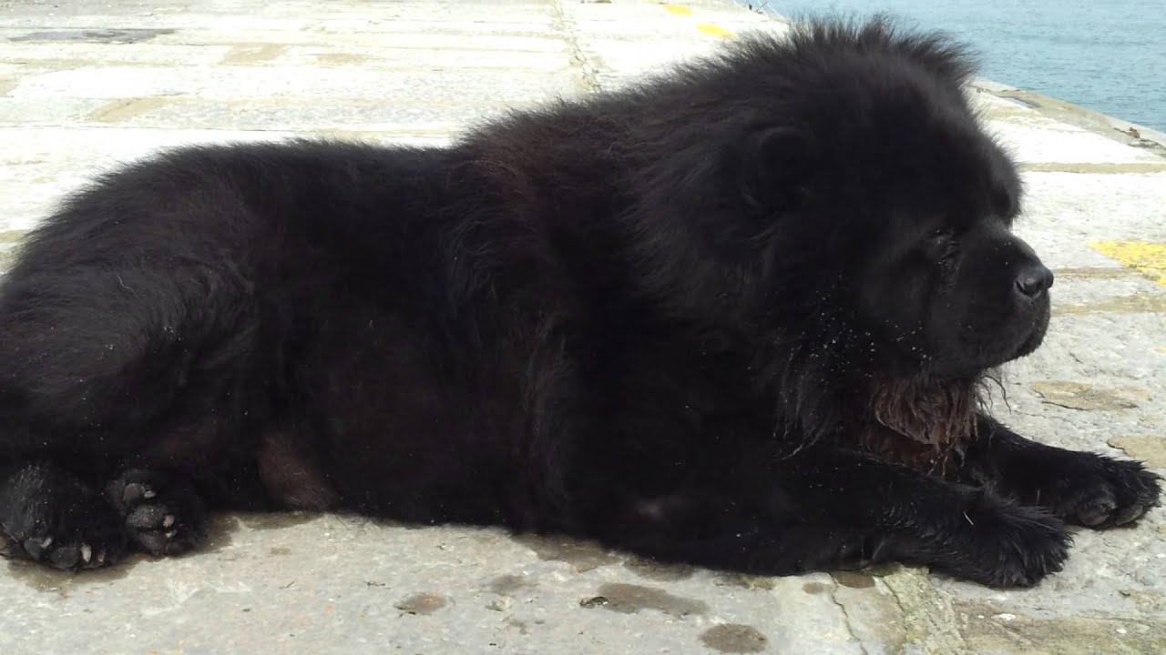 chow chow schnauzer mix