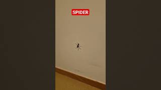 SpiderSpindel