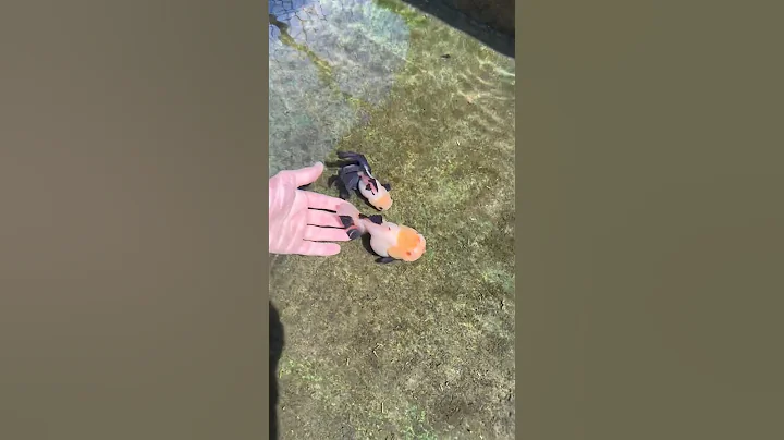 This Store has a $300 GOLDFISH!!