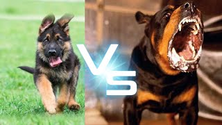 الفرق بين تربية الكلاب كبيرة وتربية الكلاب الصغيرة
