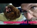 Animal rescue unsuccessful :-( our pet chicken has died (2018)