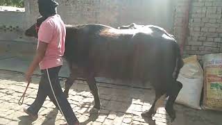 Pure murrha buffalo for sale (lockdown में होम डिलीवरी की सुविधा उपलब्ध) 9991081706,9416081706