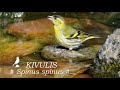 Putni / Birds : ĶIVULIS /Spinus spinus/. Siskin. Erlenzeisig.
