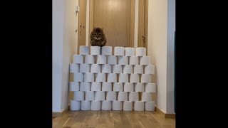 Bengal cat jumping skills over toilet papers