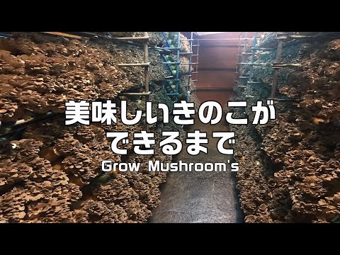 美味しいきのこができるまで Grow Mushroom&rsquo;s【菌糸瓶栽培舞茸編】七会きのこセンター