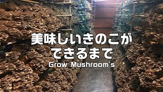 美味しいきのこができるまで Grow Mushroom's【菌糸瓶栽培舞茸編】七会きのこセンター