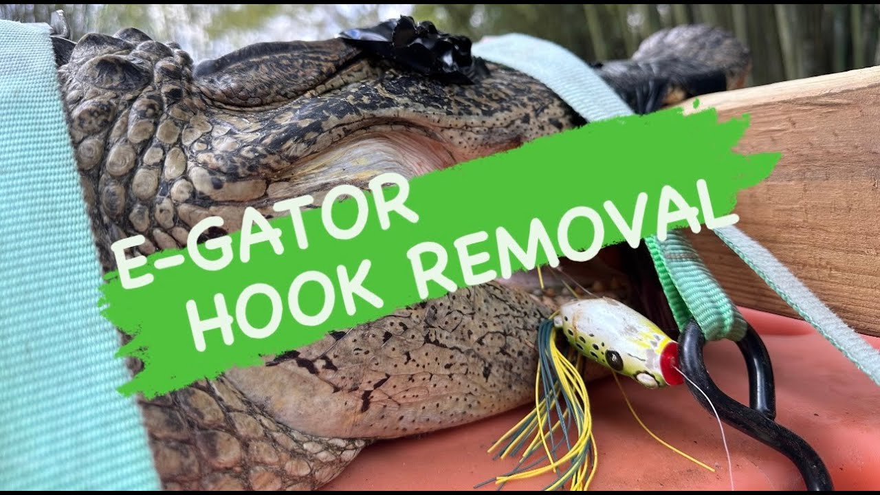 911 EMERGENCY GATOR HOOK REMOVAL #911 #emergency #gators #rescue 911 EMERGENCY GATOR HOOK REMOVAL #911 #emergency #gators #rescue