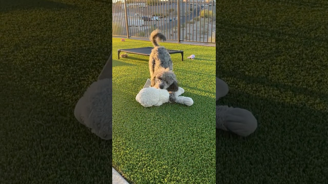 Laguna’s Favorite Morning Routine ☀️🐩 #shorts