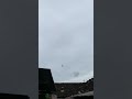 Burung Merpati Freefly Terbang Nekat