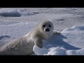 あざらしの赤ちゃん【ころころ】☆harp seal baby