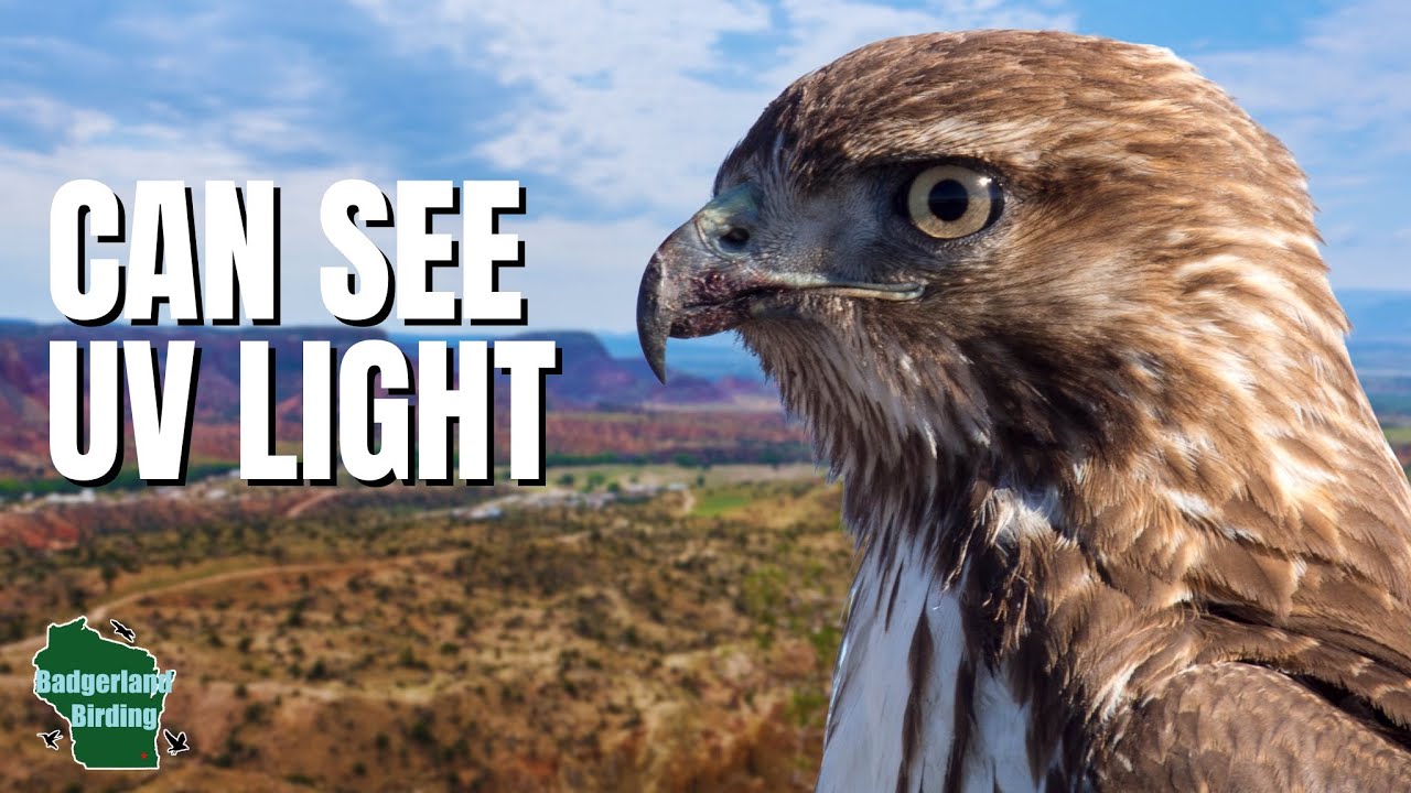 5 Thing You Didn't Know About Red-tailed Hawks - YouTube