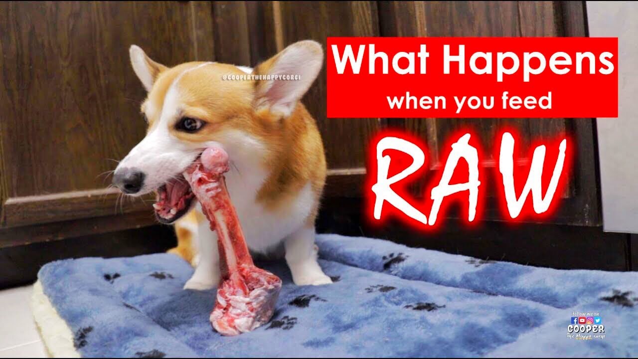 how often should you give your dog raw bones