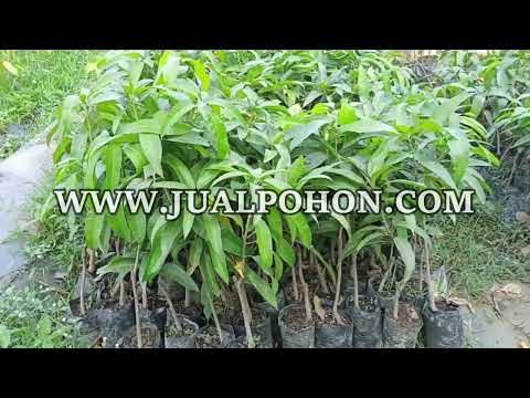 Bibit Mangga Golden Berkualitas, Tanamlah Sekarang!