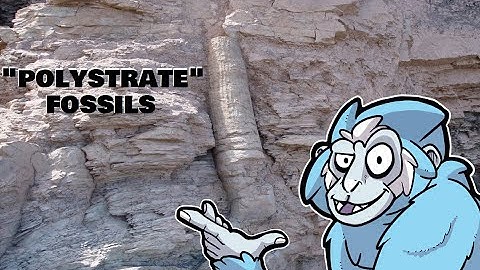 "Polystrate Fossils" Preclude Young Earth Creationism | Bite-Sized Busts
