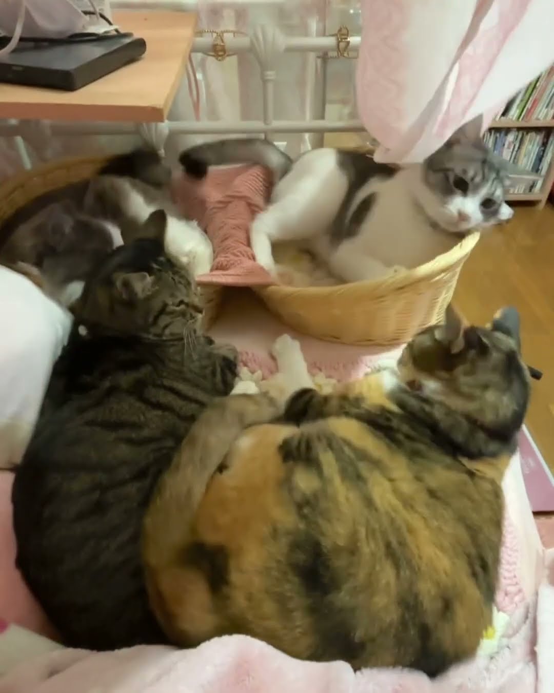 Funny  cat ??????????? #cat #doeshestillthinkaboutme
