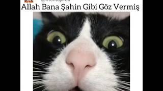 Hayvanlar Alemi̇ Montaj