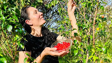 Top 5 FAST producing fruit trees for the subtropics (plus a bonus favourite!) 🍒