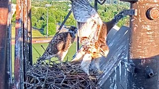 Red-tailed Hawk Nestling Flaps And Hops Near Light Box At Cornell Hawks Nest – June 3, 2024