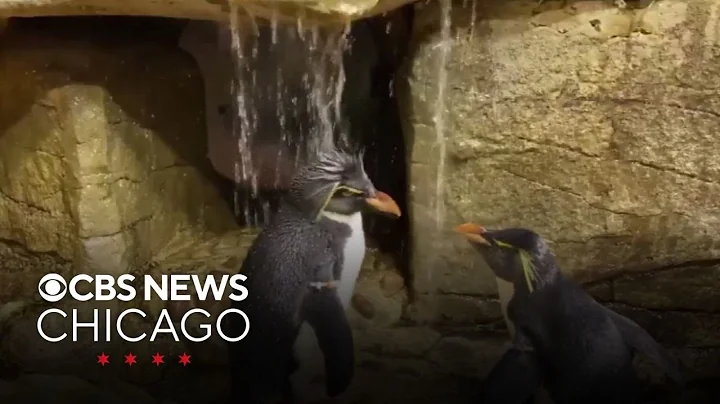 Shedd Aquarium penguin Wellington celebrating 37th birthday