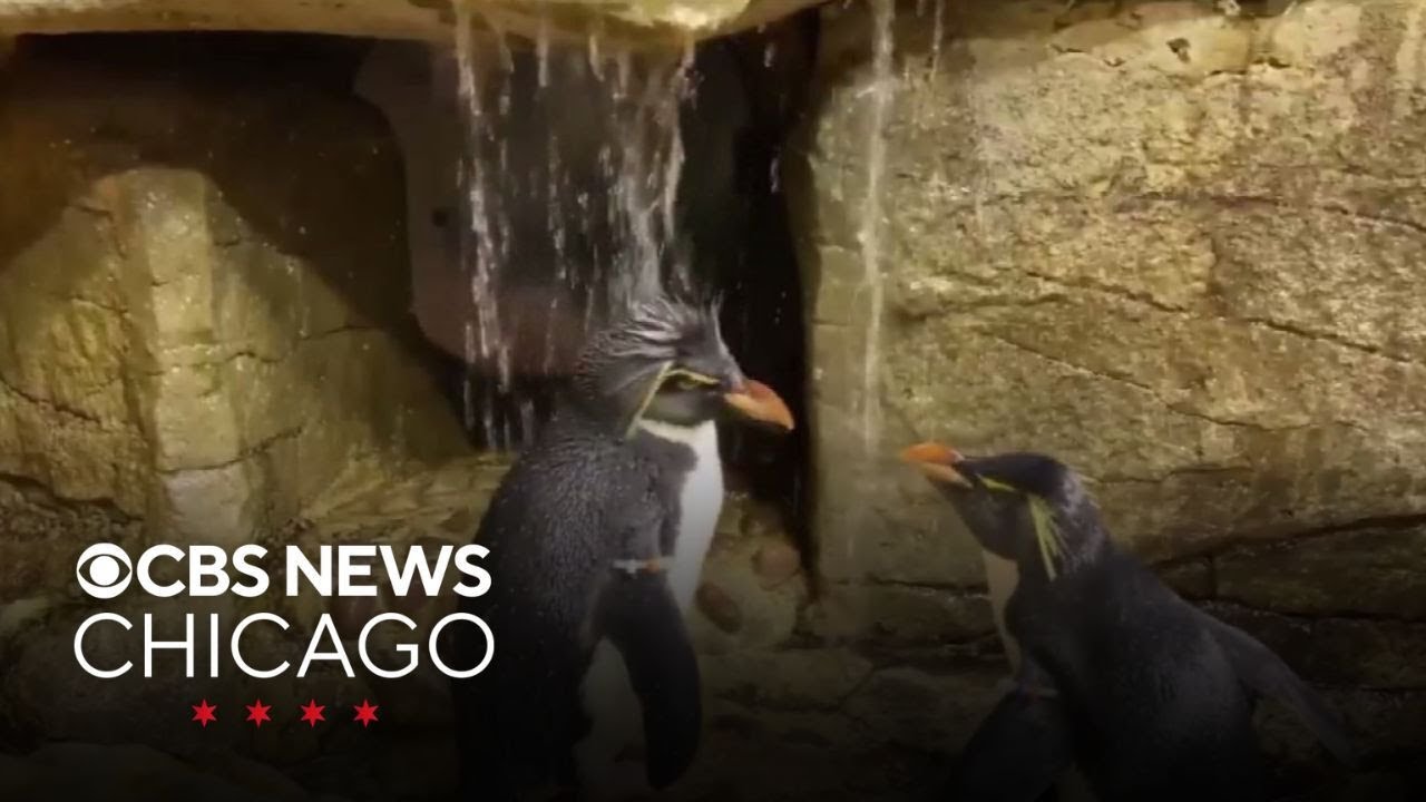 Shedd Aquarium penguin Wellington celebrating 37th birthday - YouTube