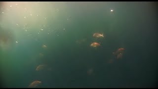 Chumming For Red Snapper