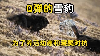 雪豹　ゲン　猫　原画 雪豹 ゲン 猫 原画 Snow leopard's Fuku-chan