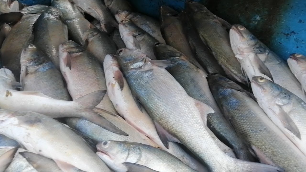Deep Sea Fish Hunted From Mangroves