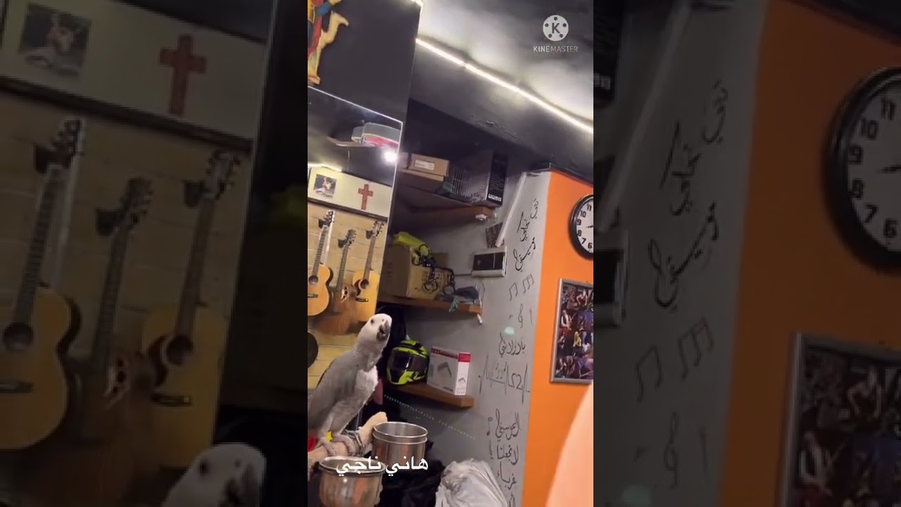 هاني ناجي تدريب ببغاء كاسكو صيد حديث  Hany Nagy - african grey just came from the wild بكل سهولة