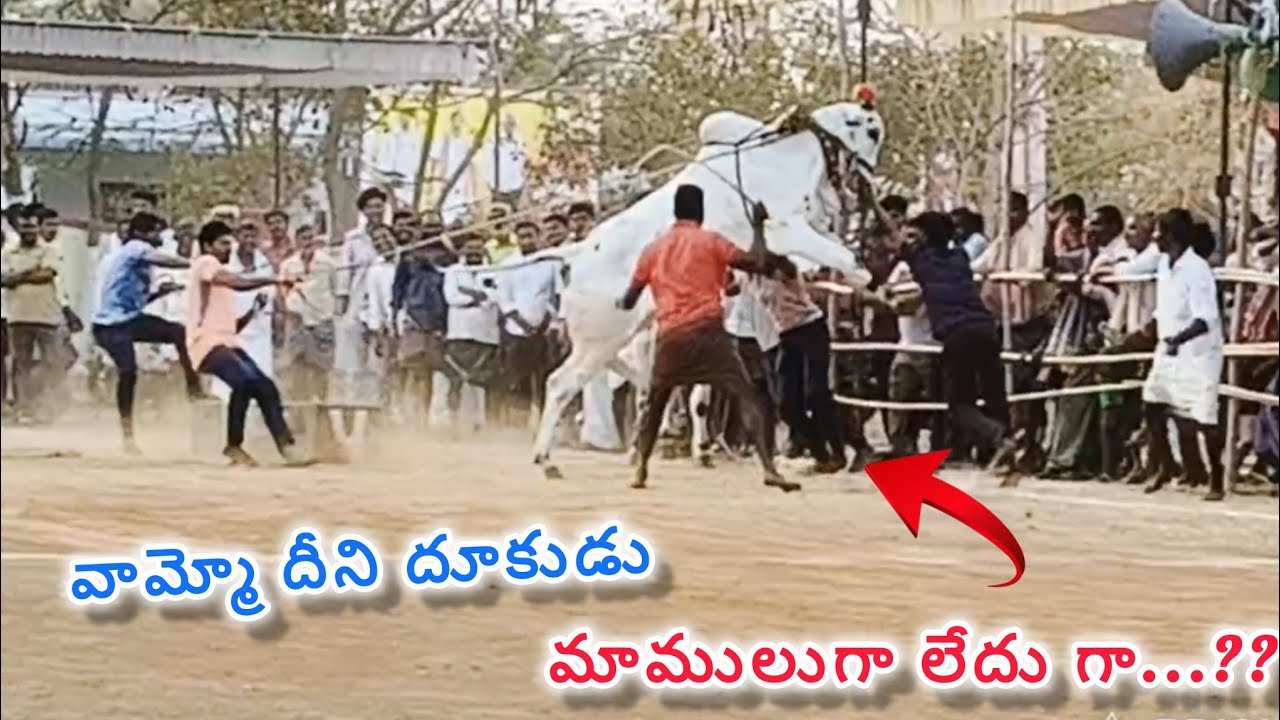 కొనిదేల 2పళ్ళ విభాగం 19వ జత.ధర్షిత్ తనుశ్రీ