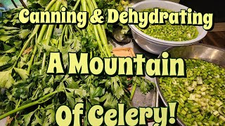 Processing a Mountain of Celery!