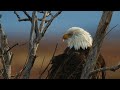 A Wildlife Moment of Zen - Bald Eagle