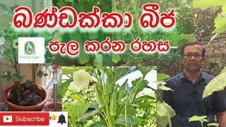 Okara |බණ්ඩක්කා බීජ පැල කර ගන්න රහස| Ceylon Agri| Episode 23