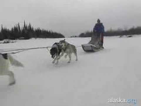 Alaska.org - Iditarod Champion Susan Butcher Remem...