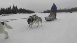 Alaska.org - Iditarod Champion Susan Butcher Remembered