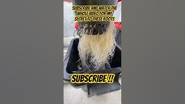 The Secret To Massive Roots In 8 Days With DIY RDWC Indoor Hydroponics! #shorts #hydroponics #RDWC