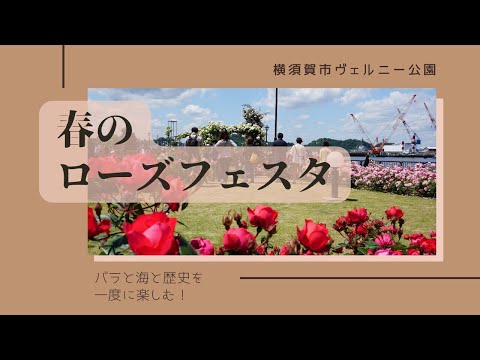 【横須賀市ヴェルニー公園】春のローズフェスタ2022