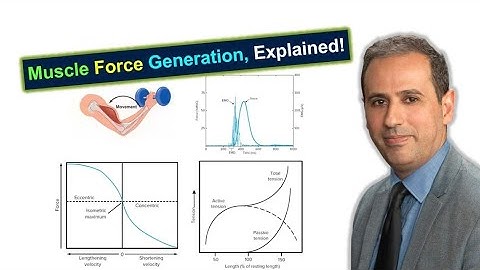 #014 Muscle Function Explained: Force-Velocity, Length-Tension, & Electromechanical Delay #BME310