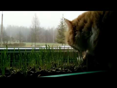 Video: Catnip (zāle) - Noderīgas īpašības Un Kaķu, Kaķu Sēklas Izmantošana, Audzēšana. Kaķene, Fassena, Citrons