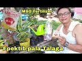 Tamang paggamit ng MSG/VETSIN as Fertilizer in our GARDEN, Growth Promotant, Pampabulaklak
