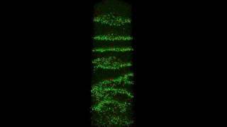 Column action potential wave