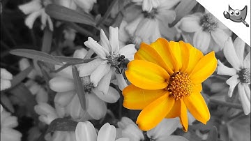 GIMP: Create a Color Pop Effect in GIMP | Selective Colorization | Color Splash Effect