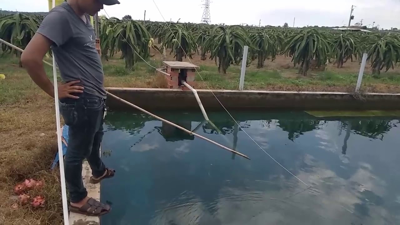 The best bait is snails YouTube