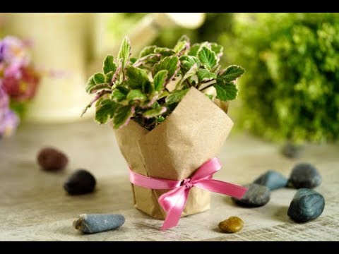 Video: Macetas creativas para plantas más saludables y felices